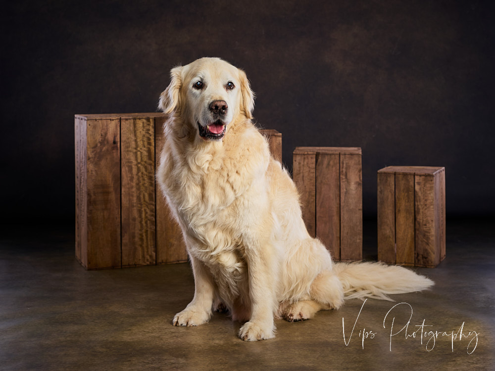 Capow Portraits logo